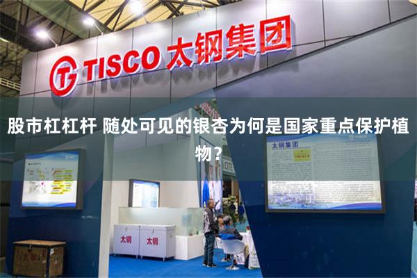 股市杠杠杆 随处可见的银杏为何是国家重点保护植物？