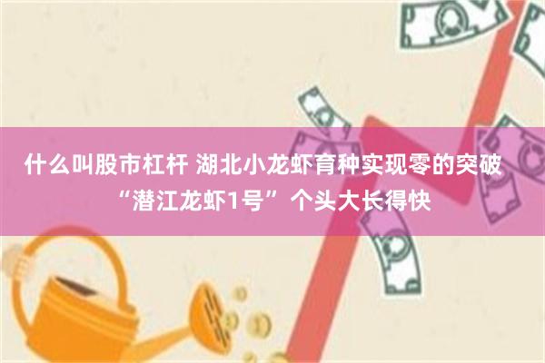什么叫股市杠杆 湖北小龙虾育种实现零的突破   “潜江龙虾1号” 个头大长得快